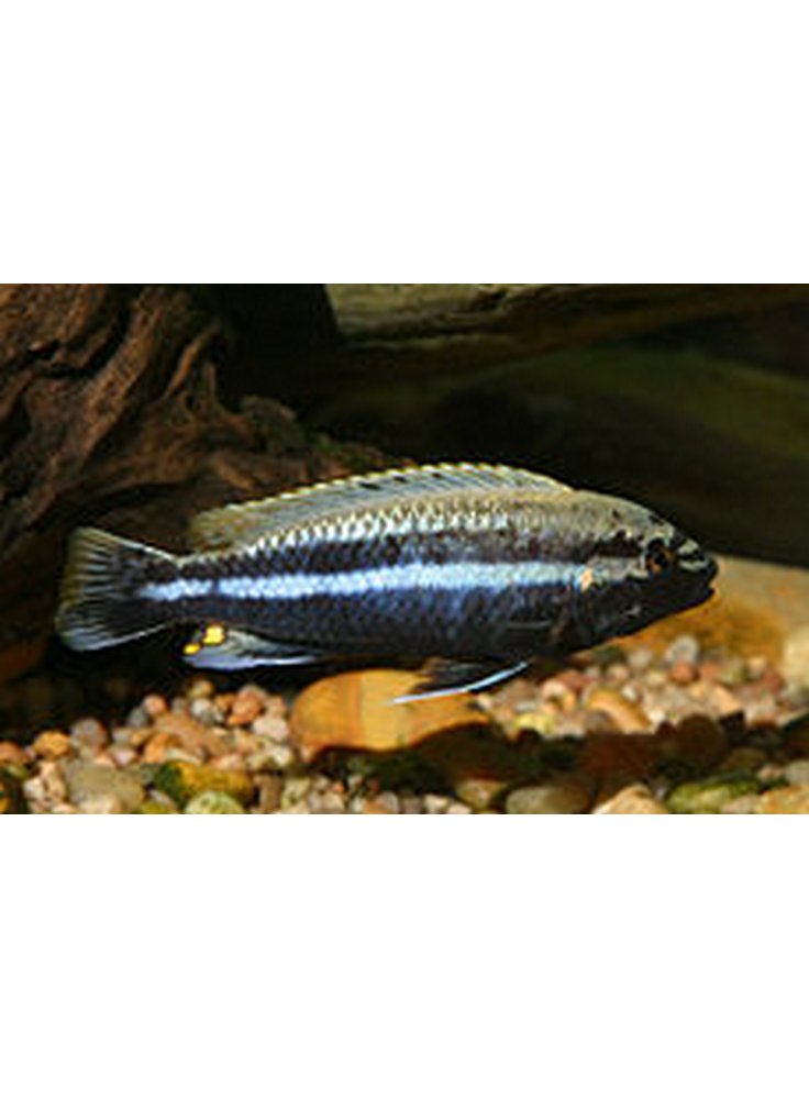 Melanochromis auratus medio-grande