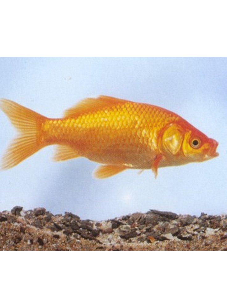 Pesce rosso 5-7 cm