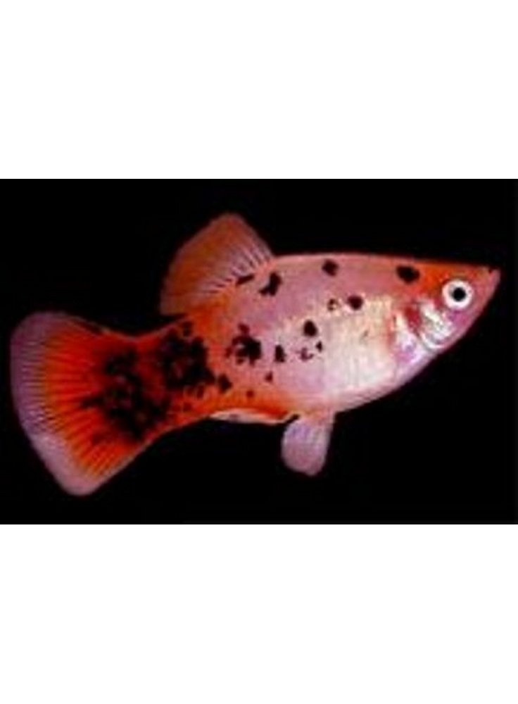 Platy red calico