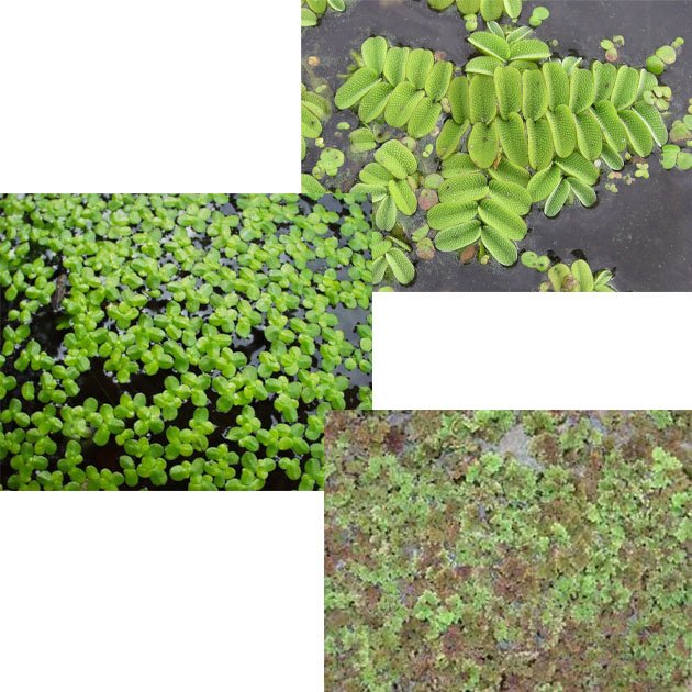 piante galleggianti per acquario chiuso: no ho avuto mai problemi ... - Piante Galleggianti Acquario Chiuso piante galleggianti per acquario chiuso: no ho avuto mai problemi ... - Piante Galleggianti Acquario Chiuso