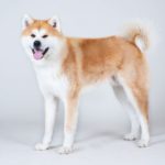 E' un cane giapponese che viene utilizzato per la guardia e la caccia 
