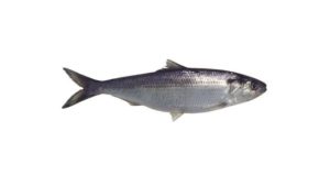E' molto nota perché è un pesce molto prelibato, vive nel adriatico ma generalmente in quasi tutti i mari del mondo