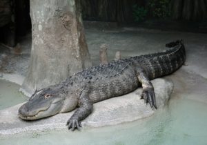 L'alligatore è un rettile, molto noto , si differenzia dal coccodrillo per la lunga coda e la testa 