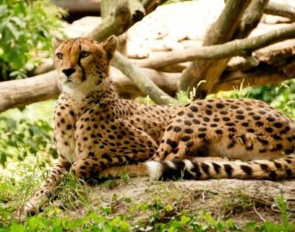 animali che iniziano con la G