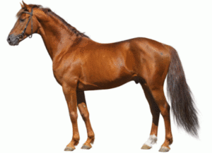 Il cavallo si nutre di proteine, vitamine,grassi e fibre