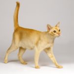 Il Ceylon è un gatto selvatico, piccolo che si  trova nei territori dell'India.