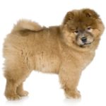 Il chowchow e un cane simile ad un leone 