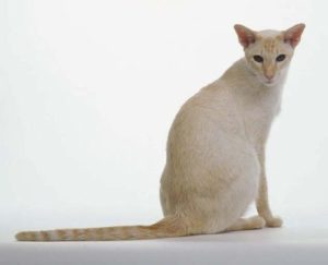 Il Colorpoint Shorthair è un gatto e originario degli Stati Uniti