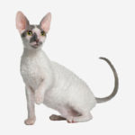 Il cornish rex è un gatto di origine britannica