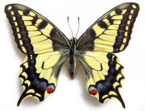 Farfalla con ali gialle nere con un ritocco di blu e rosso