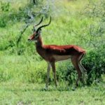 L'impala è un mammifero molto veloce, è erbivoro