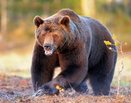 animali che iniziano con la O