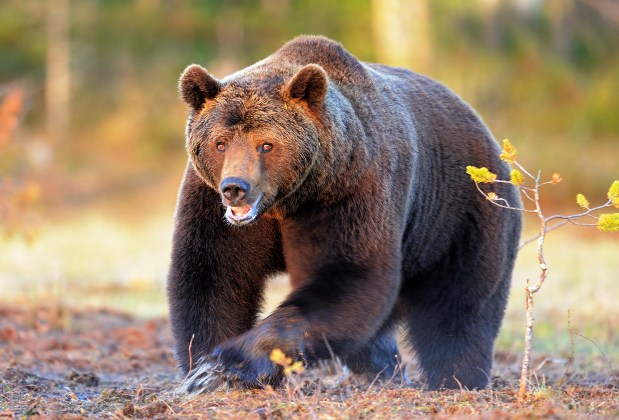 Animali Che Iniziano Con La O Animali Con La