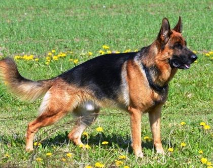 Animali che iniziano con la P