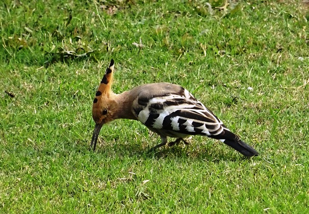 Animali che iniziano con la U