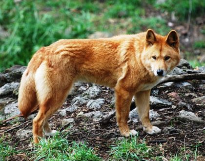 Animali che iniziano con la D