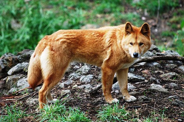 Animali che iniziano con la D