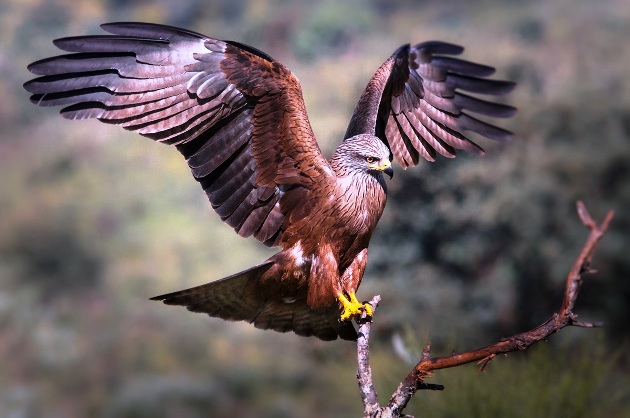 Animali Che Iniziano Con La N Animali Con La