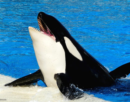 orca pesci marini