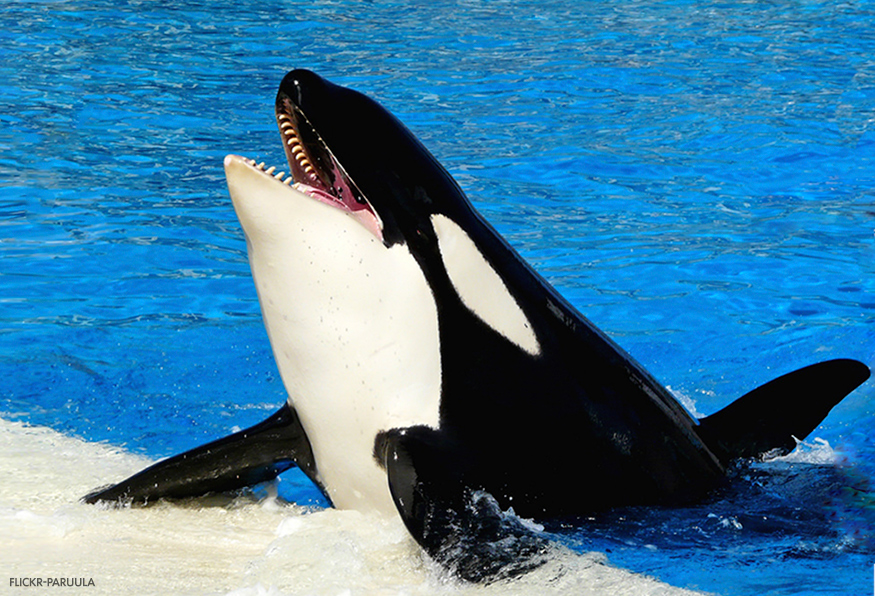 Acquario marino pesci da non comprare