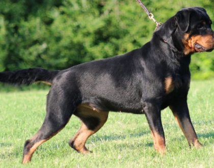 Animali che iniziano con la R