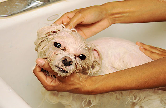 Come lavare il cane