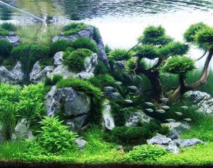 acquario comunità