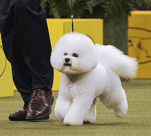 Westminster dog show: vince un bichon frisè