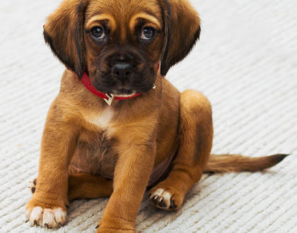 Scegliere il cane da adottare