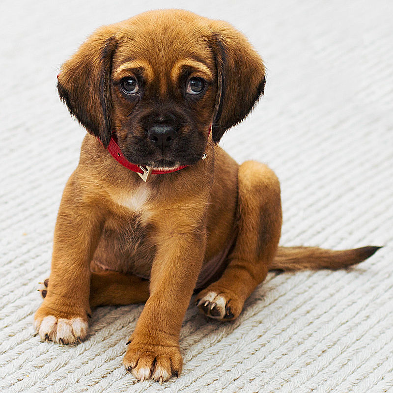 Come scegliere la razza di cane