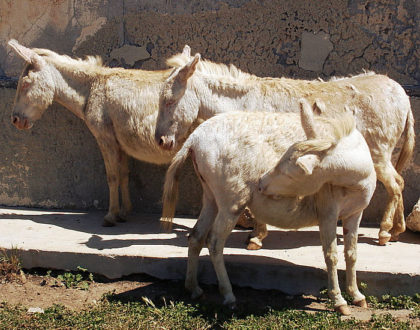 Asini albini al pascolo