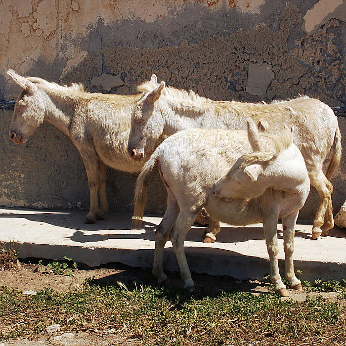 L’asino bianco dell’Asinara