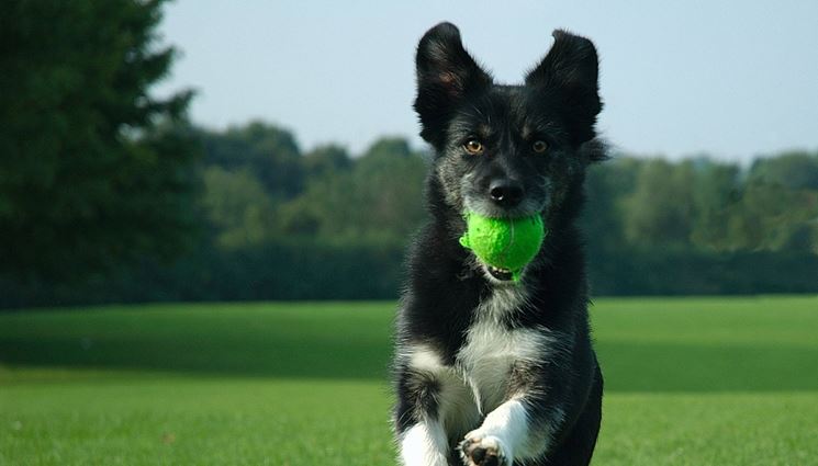 Addestramento del cane