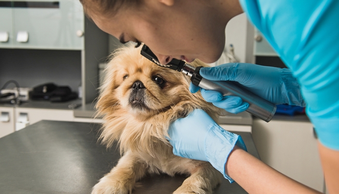 La congiuntivite del cane