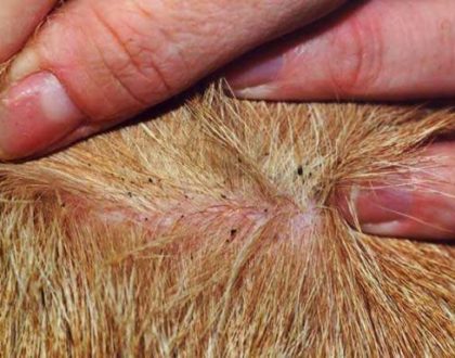 le pulci dei gatti