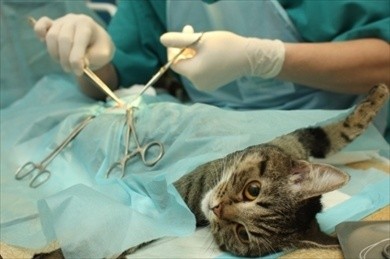 La sterilizzazione dei gatti maschi e femmine