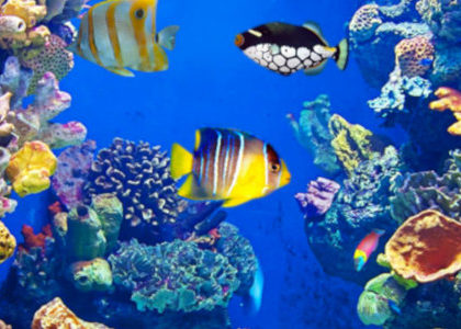 dottiamo un acquario