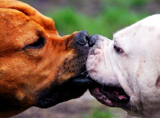 Accoppiamento cani: cosa c’è da sapere?