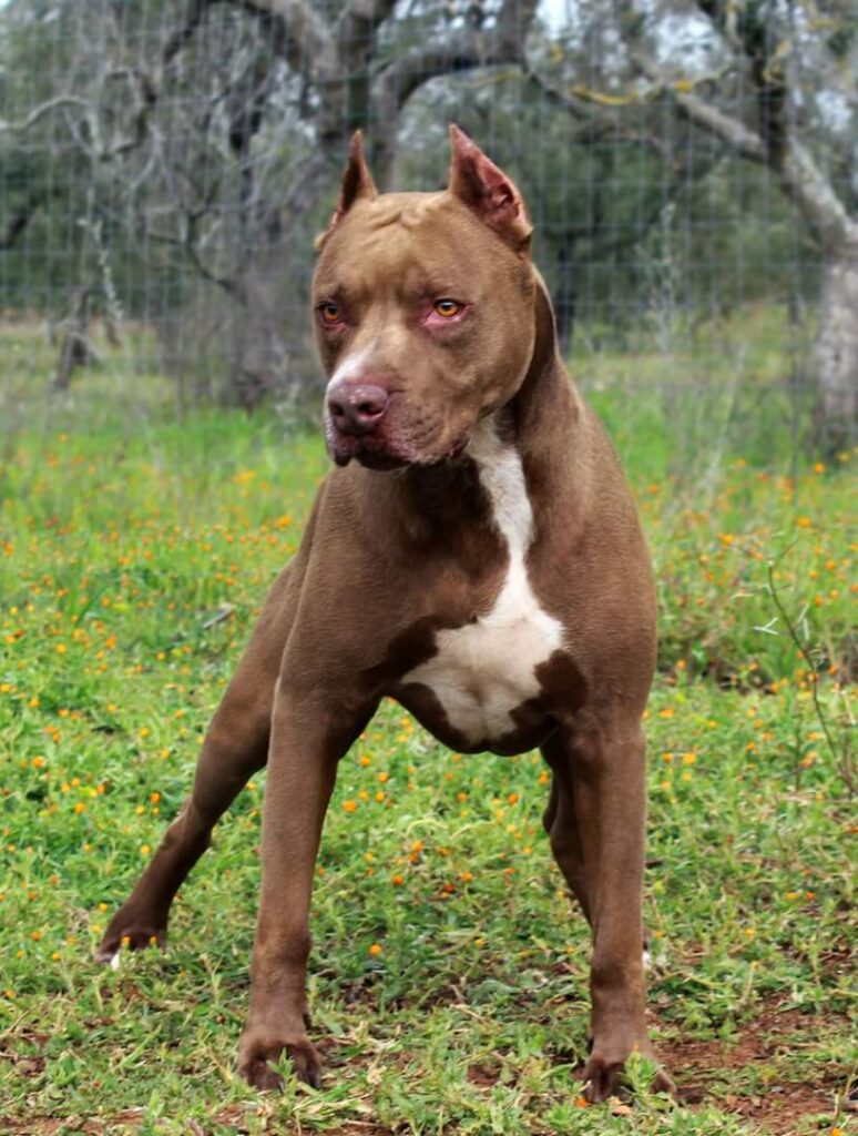 american-pitbull