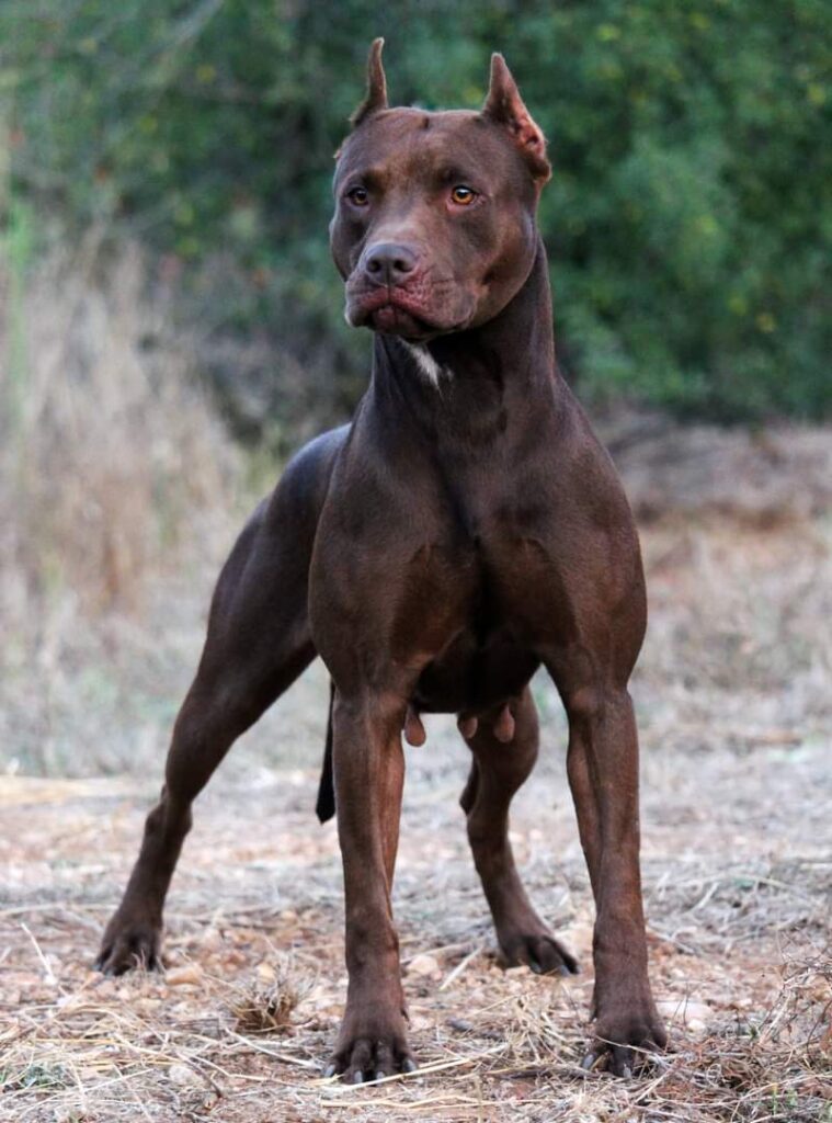 american-pitbull-terrier