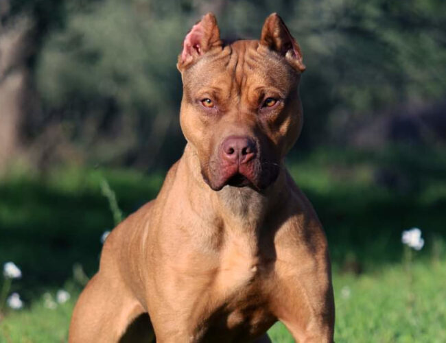 American Pitbull Terrier