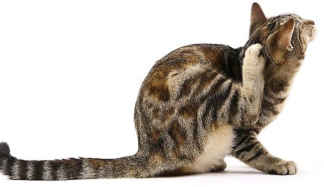 Antiparassitario per il gatto: scegliere il migliore fra le diverse tipologie