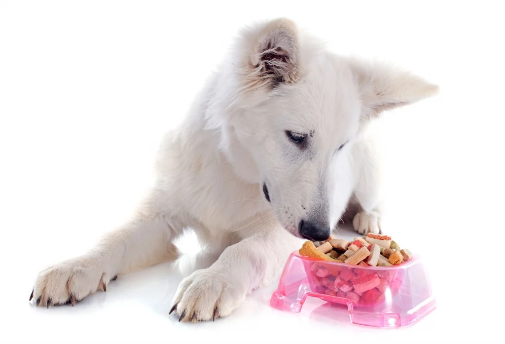 Sintomi intossicazione alimentare nei cani