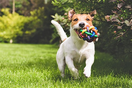 Jack Russell a pelo lungo: tutto quello che c’è da sapere sulla razza