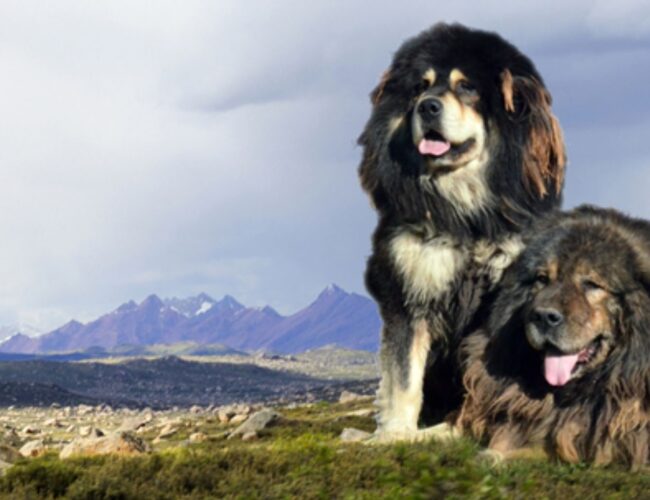 I cani più grandi del mondo