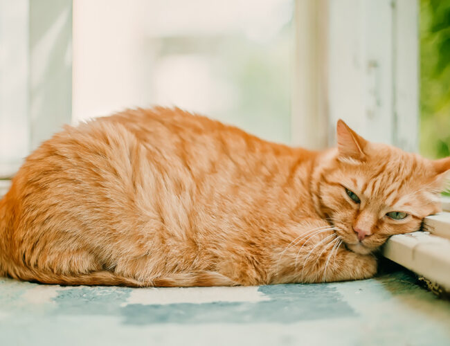 Leishmania del gatto: cos’è, sintomi, cure