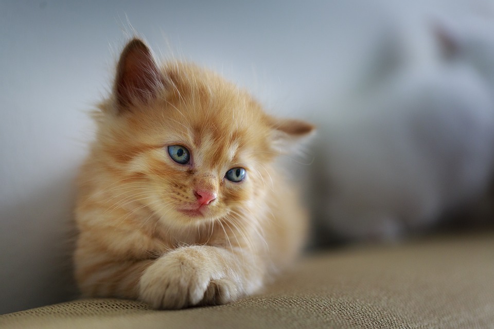 Feromoni per gatti: tutto ciò che devi sapere - Animali con la