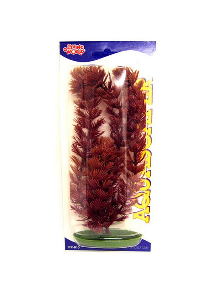 03101813_foxtail