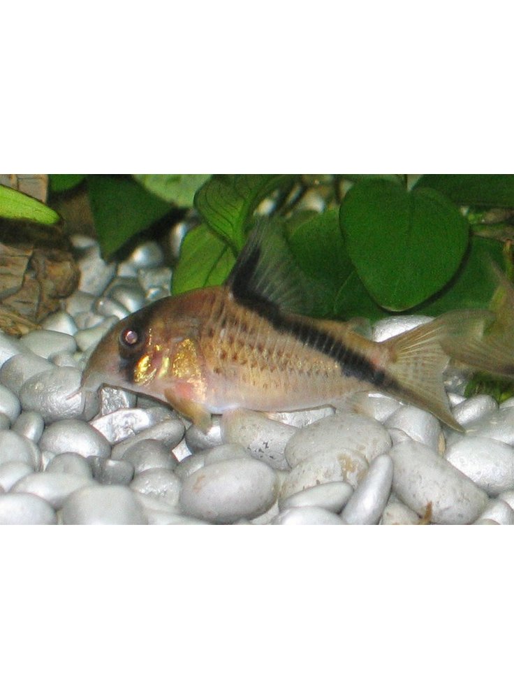 Corydoras melini extralarge