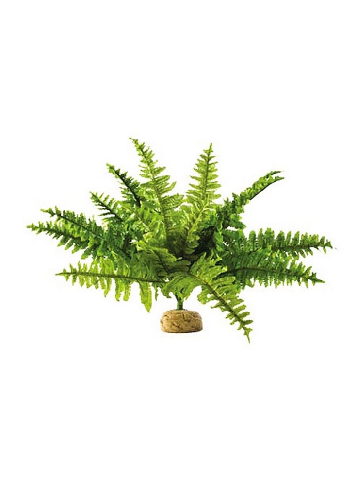 Pianta exoterra boston fern medium